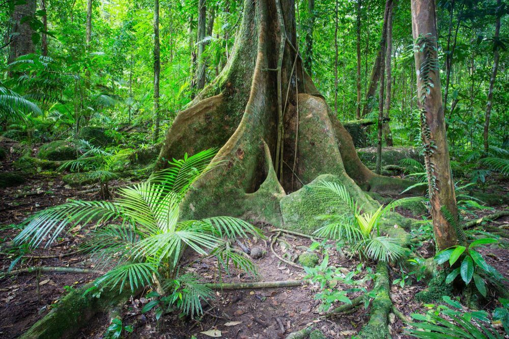 Buttress Roots at Noah Valley Daintree National Park