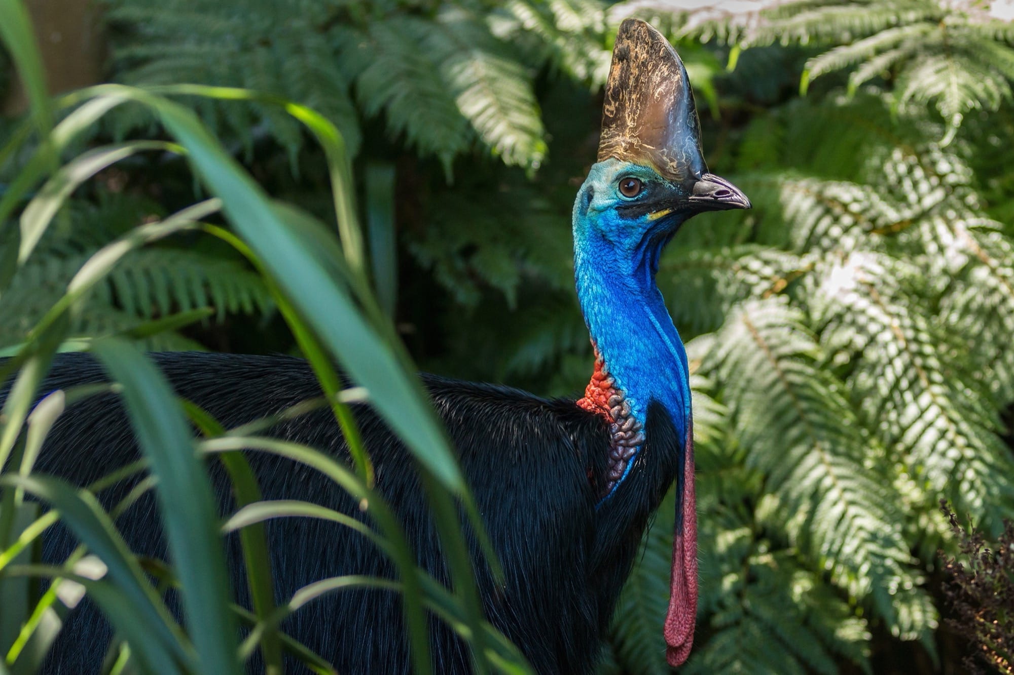 Wildlife of the Daintree Rainforest - Tony's Tropical Tours