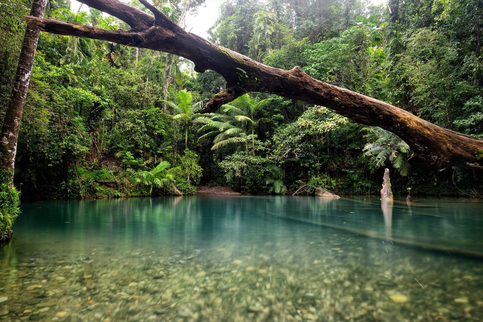 daintree rainforest trip