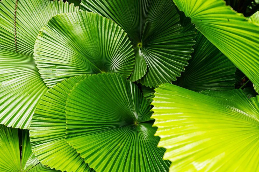 Fan Palms Daintree National Park