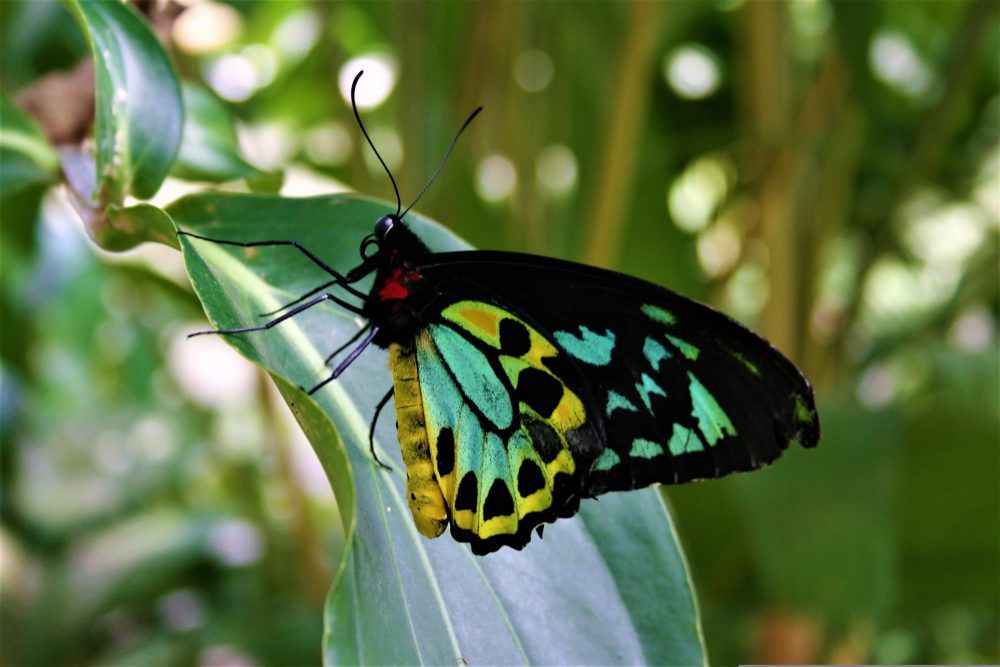 Male Cairns Birdwing butterfly in the Daintree National Park