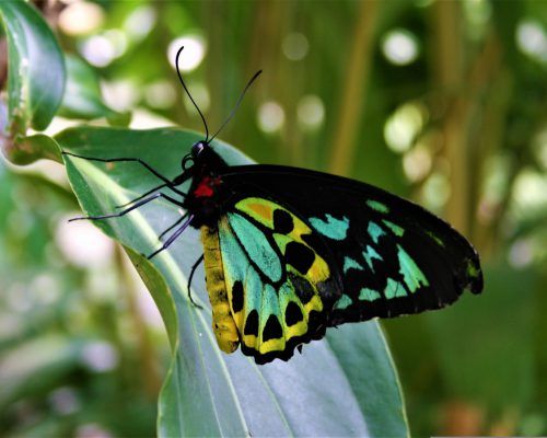 Male Cairns Birdwing butterfly in the Daintree National Park